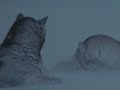 Gregorian-Moment of Peace vs antarktika