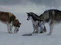 Gregorian-Moment of Peace vs antarktika
