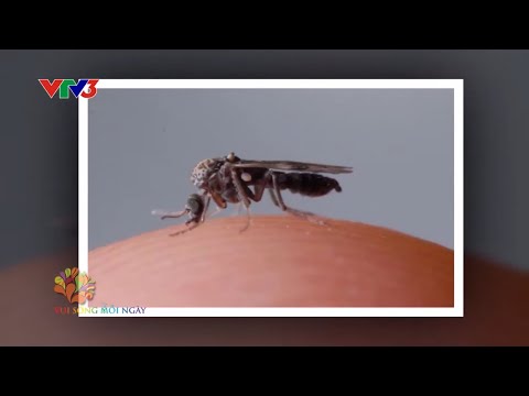 Phòng tránh bệnh do côn trùng cắn mùa mưa