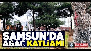 Samsun'da ağaç katliamı