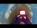 WSB - Spearfishing White Sea Bass