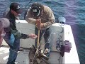 Reeling in a halibut, Vancouver Island