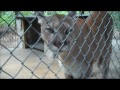 TallahasseeGrapevine.com visits Tallahassee Museum - Female Panther