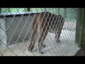 TallahasseeGrapevine.com visits Tallahassee Museum - Female Panther