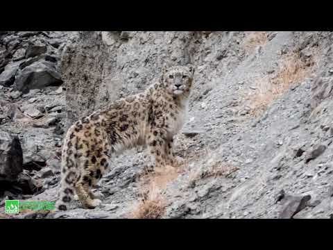Track Snow Leopards with Voygr Expeditions