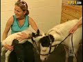 Mini Horse Einstein Becomes International Sensation