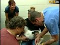Mini Horse Einstein Becomes International Sensation