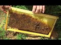 Fire Ants are you Beekeeping Buddies
