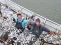 Hooligan Fishing in Alaska