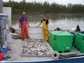 Hooligan Fishing in Alaska