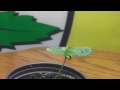 LSP#13 Comedy Week Spoof