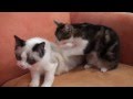 Un chat masseur : un chat apparemment tres doue pour faire de bons massages