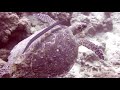 Video of green sea turtle