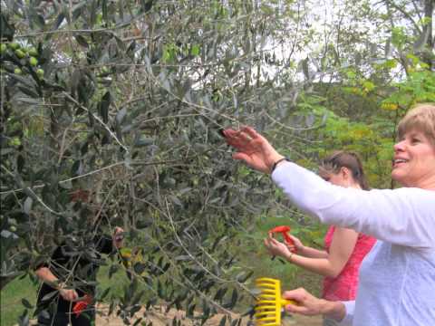 Olive Picking in Italy