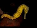 Video of Estuary seahorse