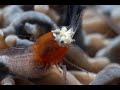 Popcorn shrimp  | Popcorn shrimp