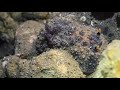 Video of Dendrodoris atromaculata
