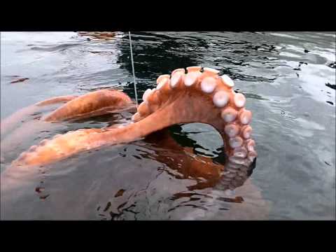 Largest Sinkholes on Video De Whirlpool At Terry Hershey Park   Houston Tx En Youtube