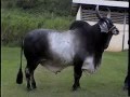 GANADOF1 JACH BUCANERO 5130 Toro Guzera en Venezuela video