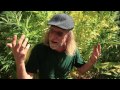 Jorge Cervantes: Garden Design & Watering