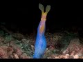 Video of Blue Ribbon Eel