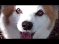 So Pretty - statue in dog's honor - funny dog !