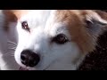 So Pretty - statue in dog's honor - funny dog !