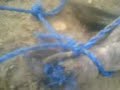 Weird creature captured in Saudi Arabia