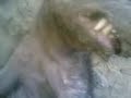 Weird creature captured in Saudi Arabia