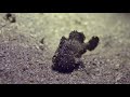 Video of Randall's frogfish