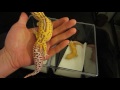 Super Giant Leopard Gecko vs Normal Sized - Super Giant Tremper Sunglow and Radar