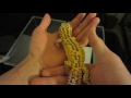 Super Giant Leopard Gecko vs Normal Sized - Super Giant Tremper Sunglow and Radar