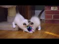 Kittens Befriend German Shepherd | Too Cute