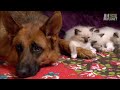 Kittens Befriend German Shepherd | Too Cute