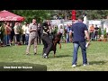 Dobermann Courage test - IV Serbian Winner show & 3rd Serbian national Championship 2013
