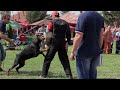 Dobermann Courage test - IV Serbian Winner show & 3rd Serbian national Championship 2013