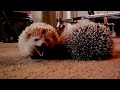 True Facts About The Hedgehog (Redo)