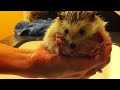 True Facts About The Hedgehog (Redo)