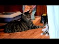 Kitten Versus Robotic Dog Toy & Adult Cat