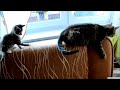 Kitten Versus Robotic Dog Toy & Adult Cat