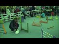 Rabbit Grand National The Final