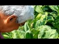 Shakambari Agriculature 09