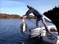 Big Speckled Sea trout in Rudee Inlet - Nov 19, 2011