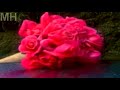 Guns N' Roses - November Rain (subtitulado)