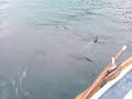 Big Sea Trout on Waterville Lake 2