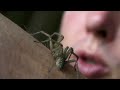 Hobo Spider Bite Test