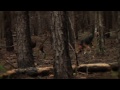 Hunting Hogs with a Big Bore Airgun