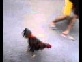 adegan lucu ayam mengejar pria