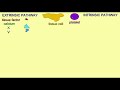 AP2 EXAM 1: INTRINSIC & EXTRINSIC PATHWAYS OF COAGULATION