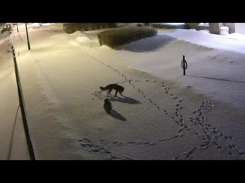 Swingers i räv eller